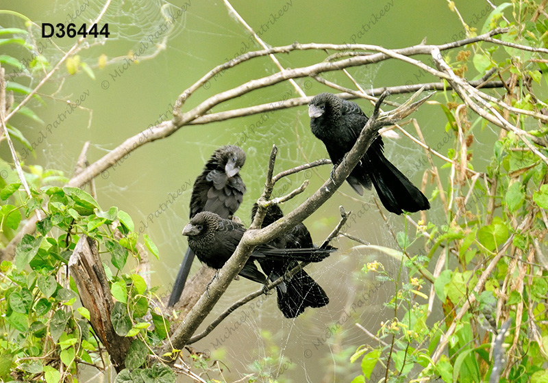 Smooth-billed Ani (Crotophaga ani)